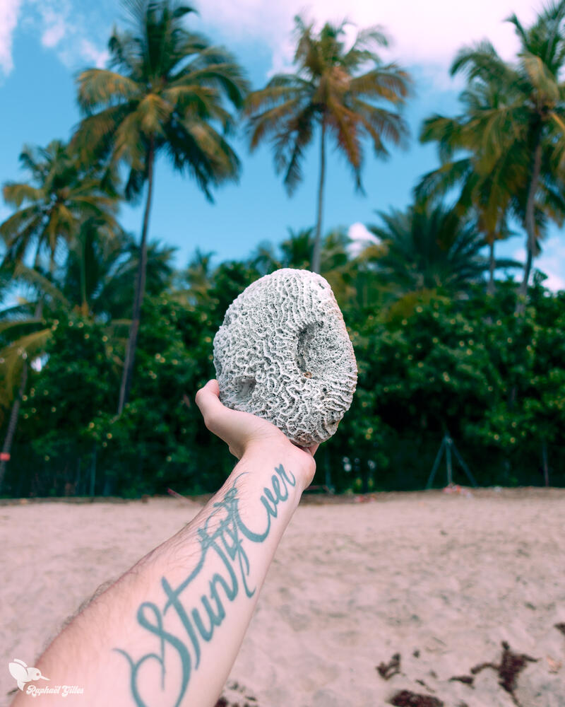 Un corail dans une main à la première personne. Une plage de cocotiers en arrière plan.