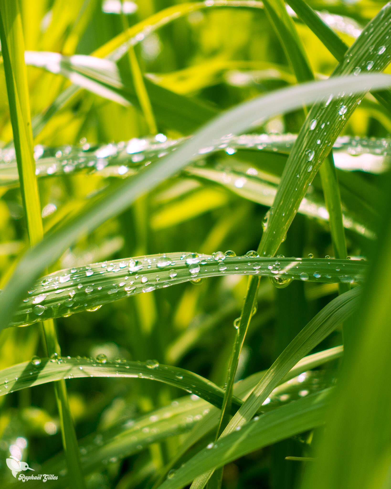 Des brins d’herbe en macro parsemés de gouttes d’eau.