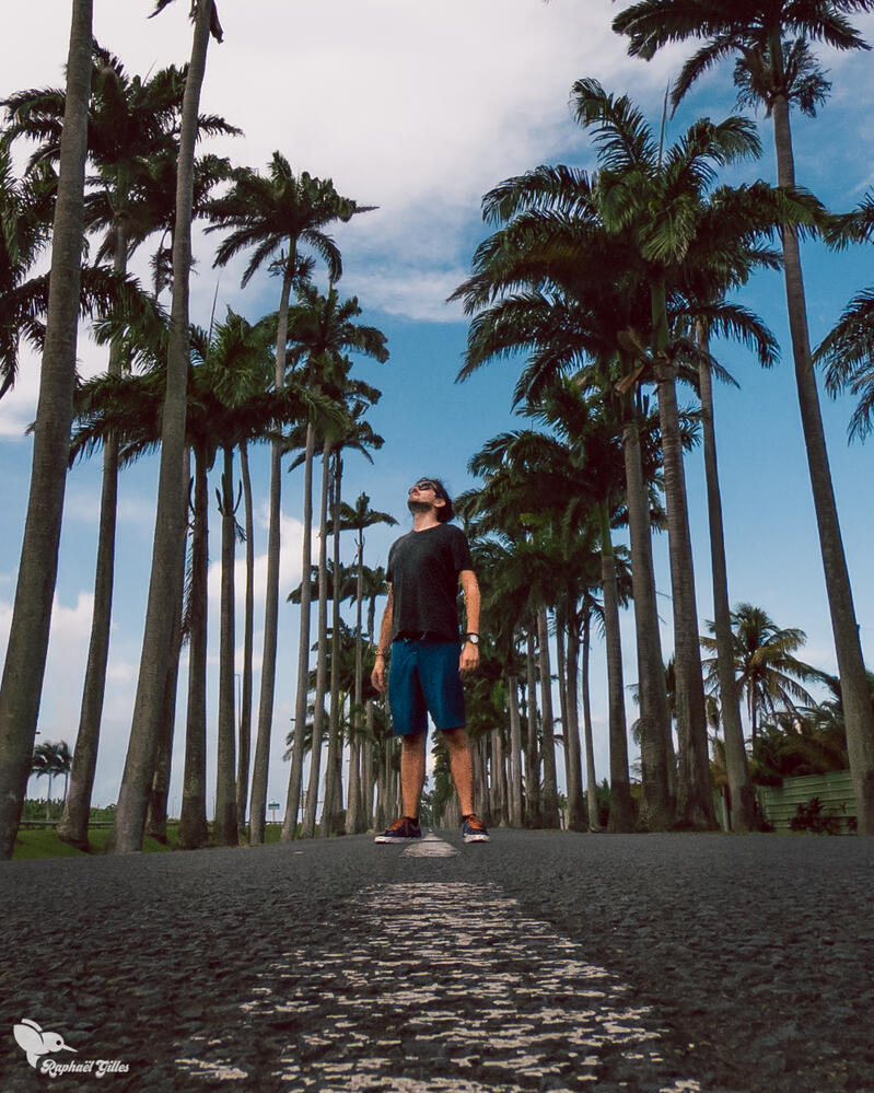 Un homme debout dans une allée de palmiers.