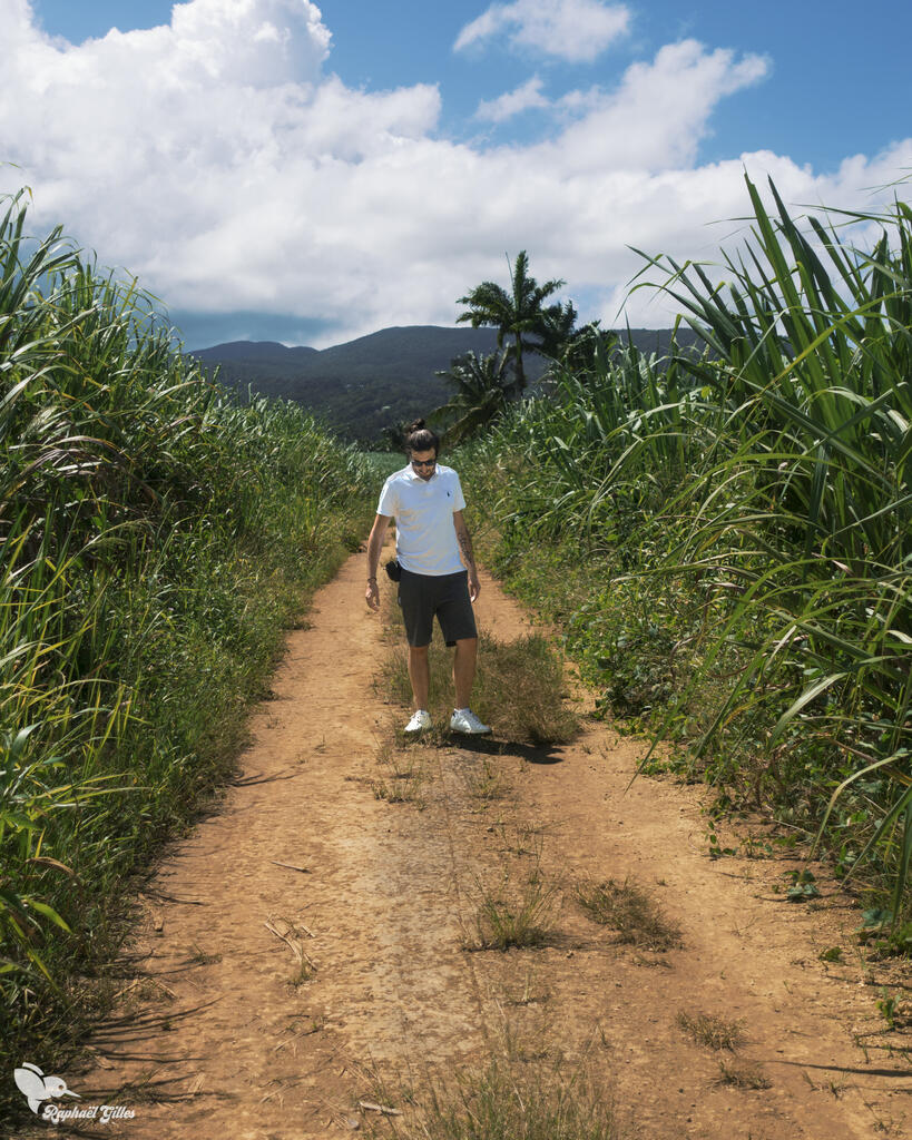 Un homme marche sur un chemin au milieu d’un champ de canne à sucre.