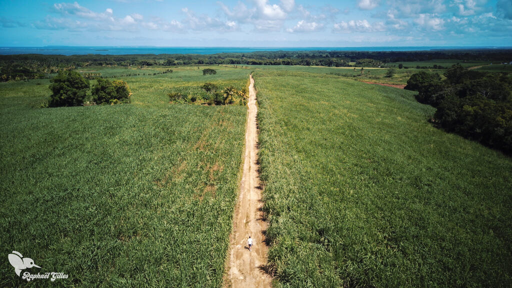 Photo prise au drone.
Des champs de canne à sucre coupés en deux par un chemin de terre. Un homme marche dessus. La mer au loin.