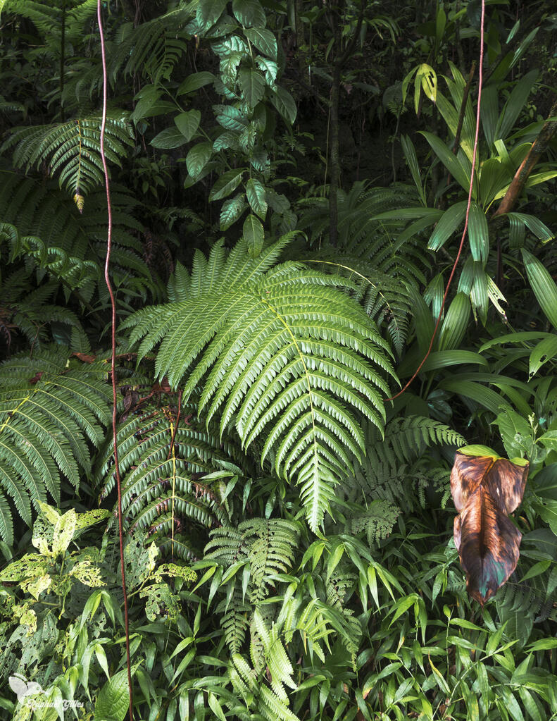 La végétation dense de la forêt guadeloupéenne.