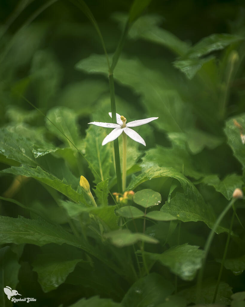 Une fleur blanche en photographie macro.