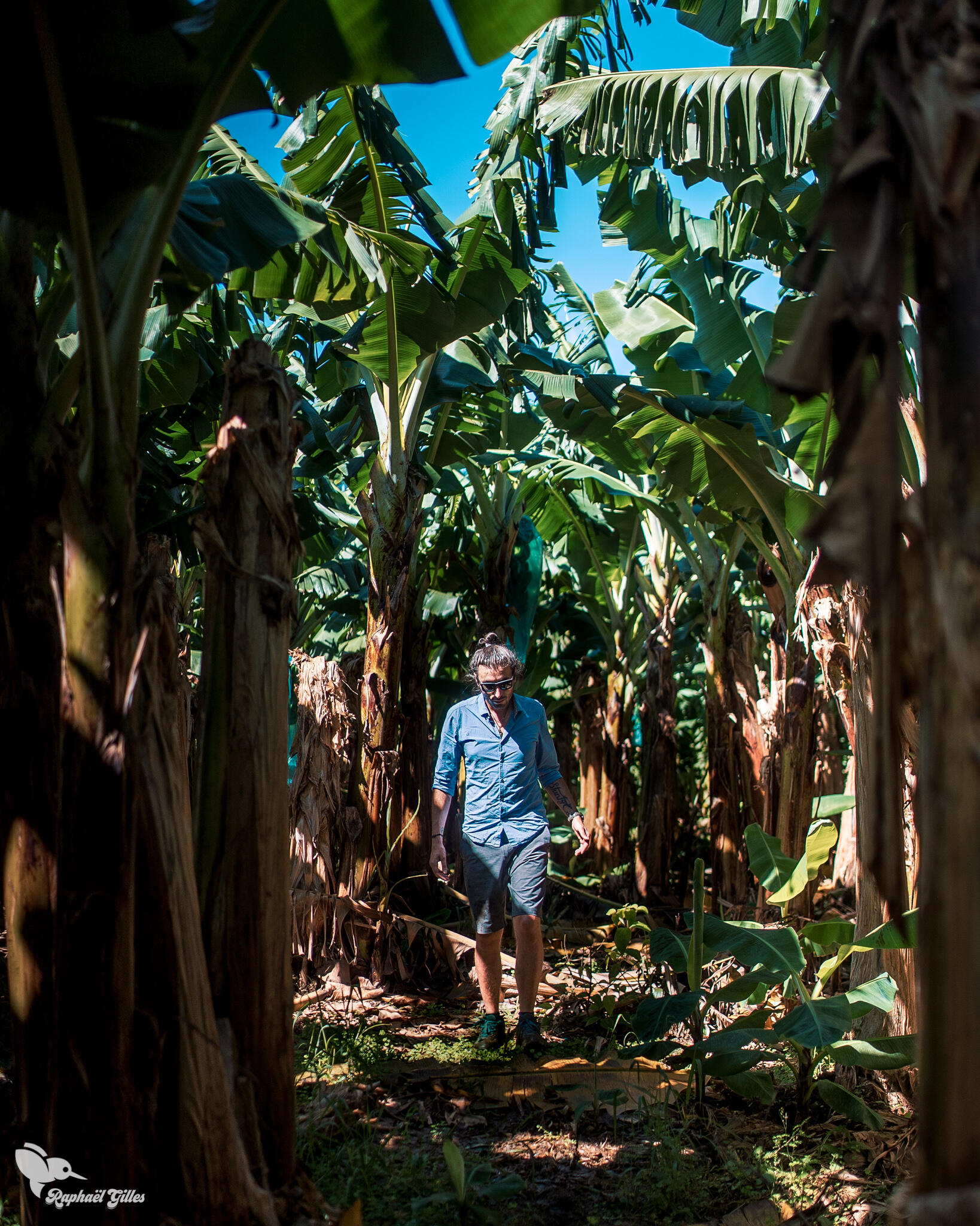 Un homme marche au milieux de bananiers.