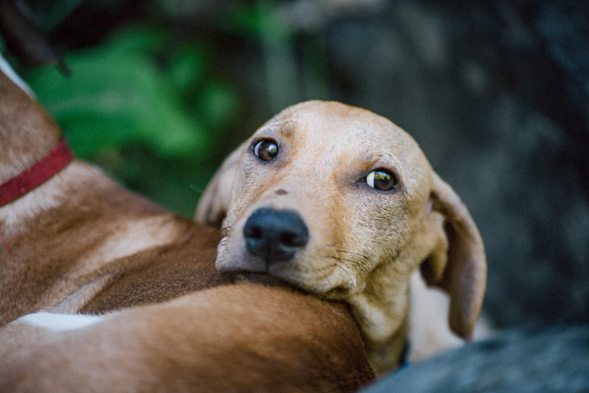 Un chien la tête posée sur un autre chien.