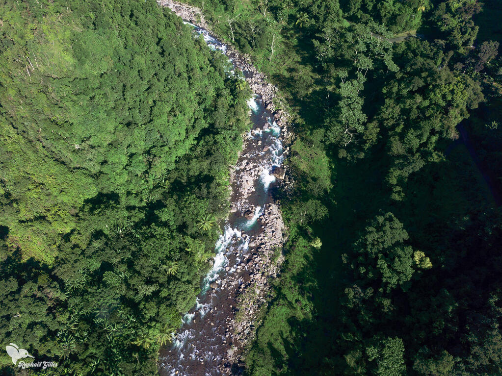 Photo prise au drone. Une rivière au milieu d’une forêt.