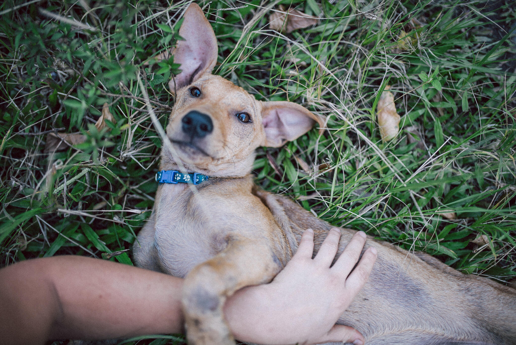 Un chien allongé. Une main le caresse.