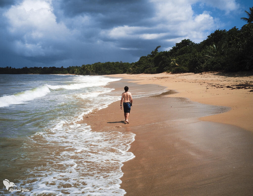 Un homme marche sur une grande plage de sable blanc, entre mer des Caraïbes et cocotiers.