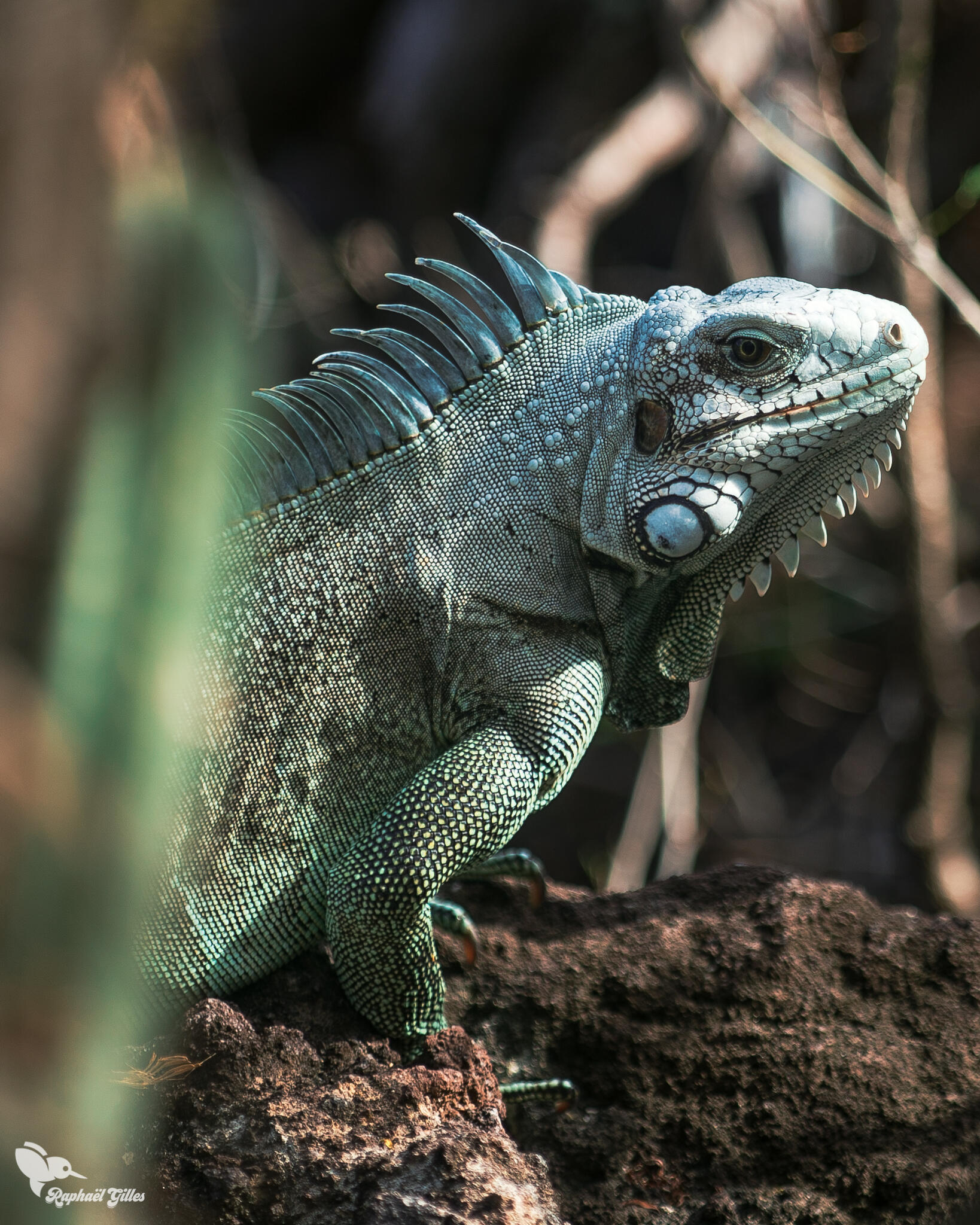 Un iguane commun des Antilles.