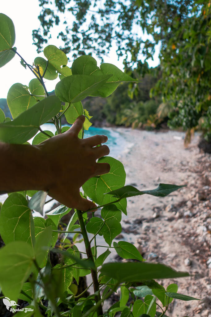 Photo prise à la première personne.
Une main pousse de la végétation. Une plage de cocotiers isolée apparait derrière.