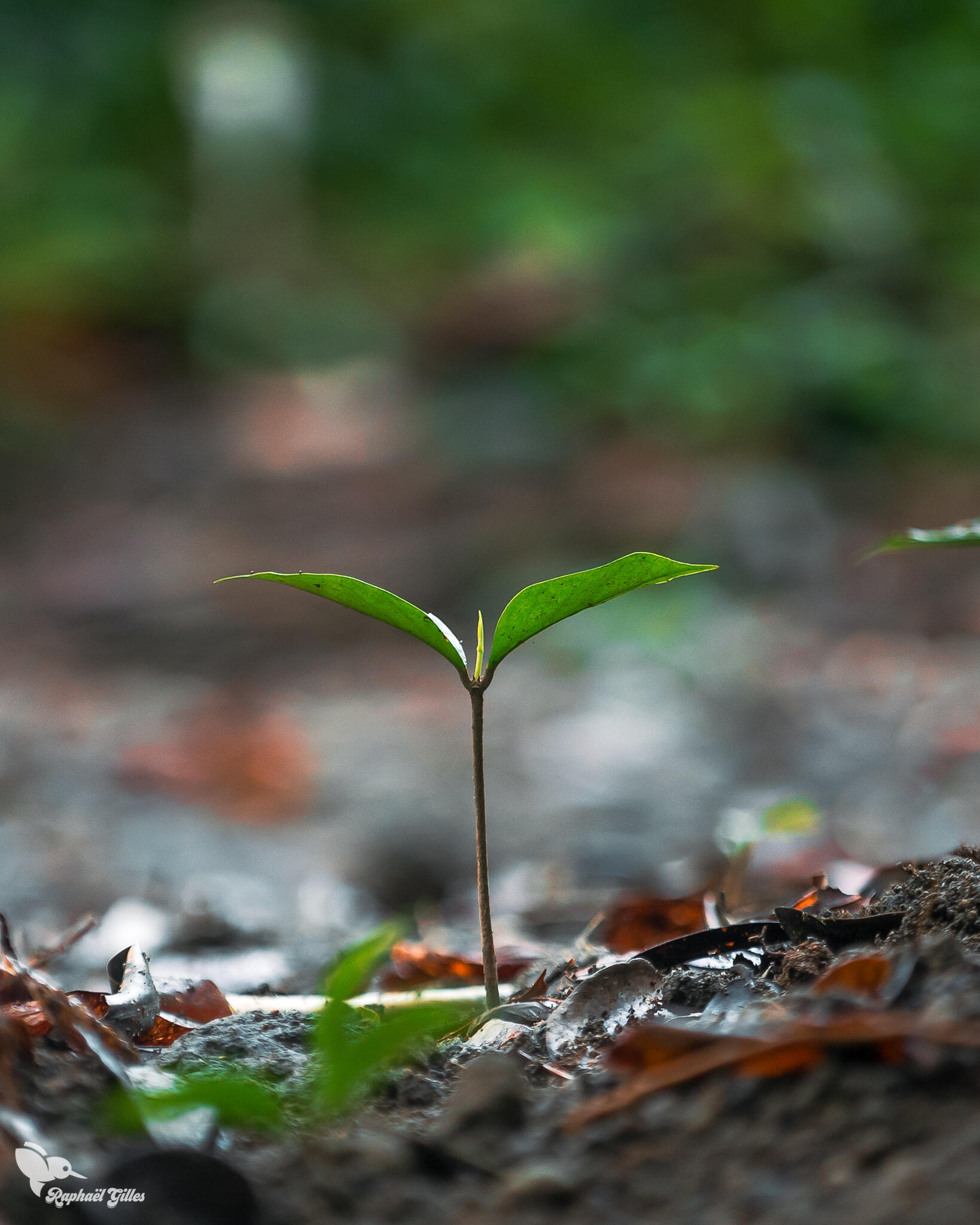 Une germe d'arbre sort de terre.