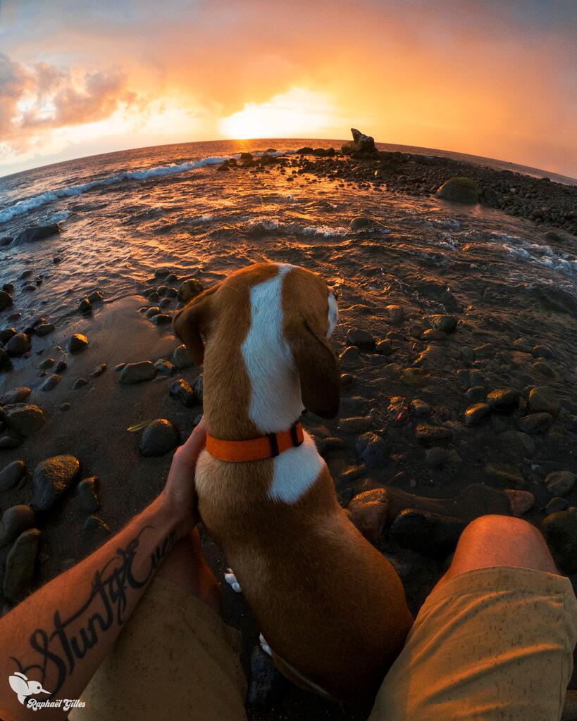 Photo à la première personne. Un chien devant un homme, face à un superbe coucher de soleil face à une rivière qui se jette dans la mer.