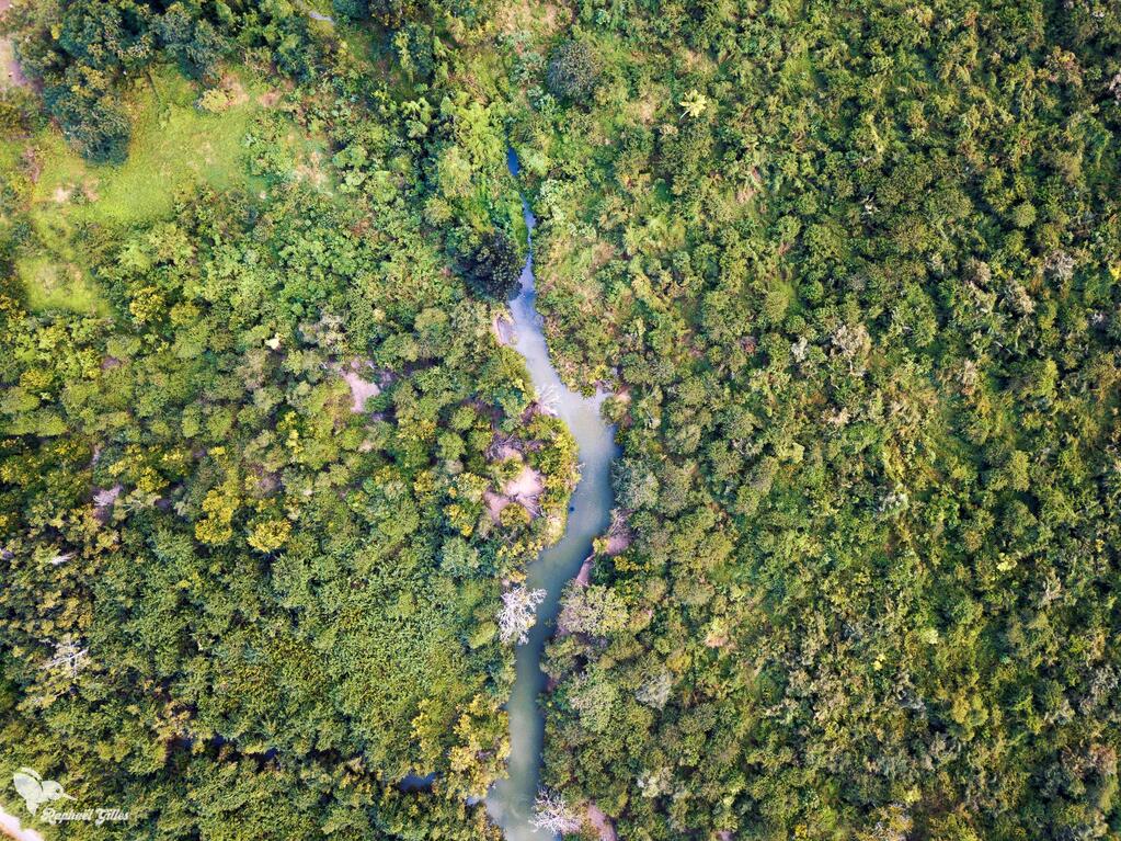Photo prise au drone en plongée. Un cours d'eau traverse une végétation dense.