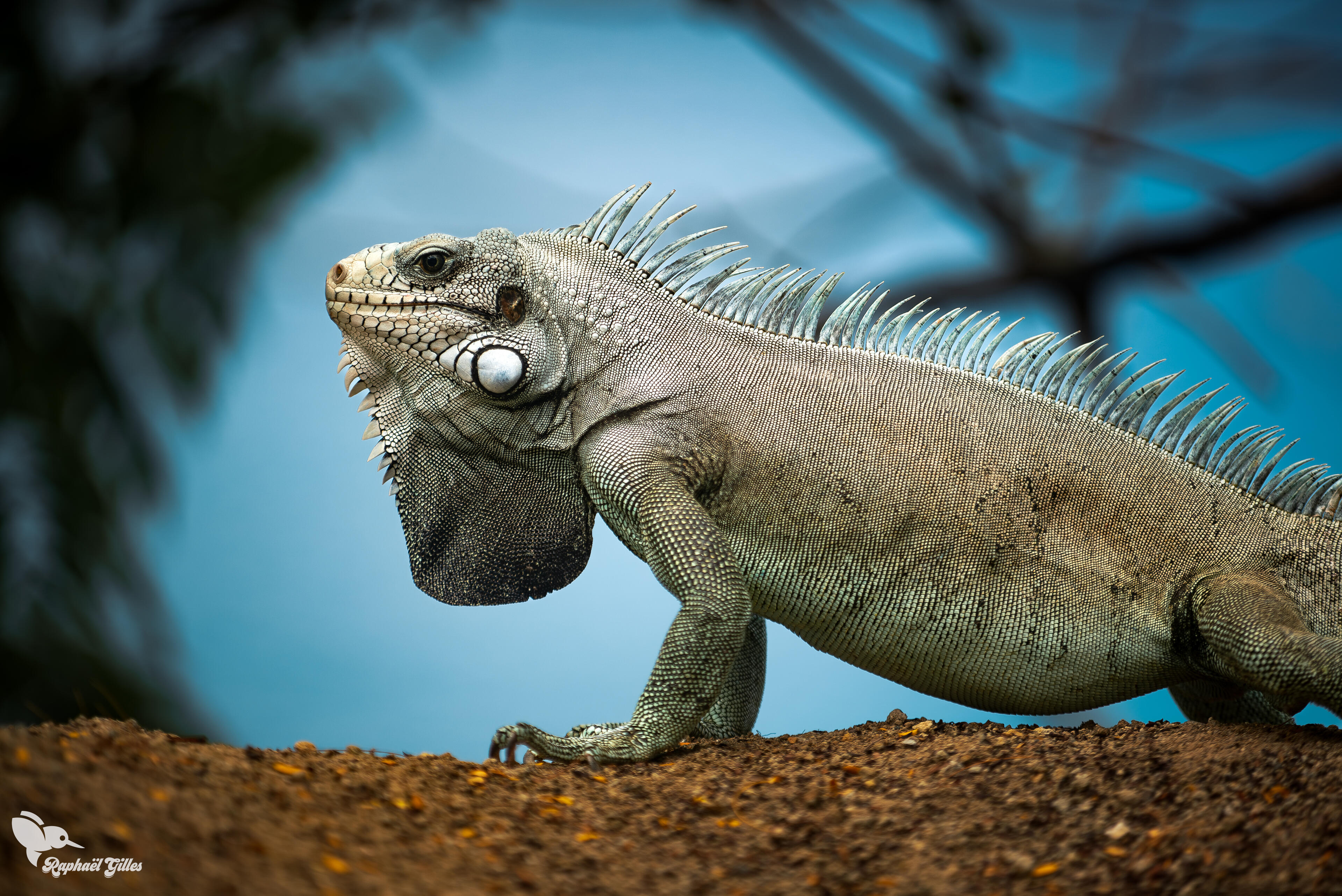 Un iguane.