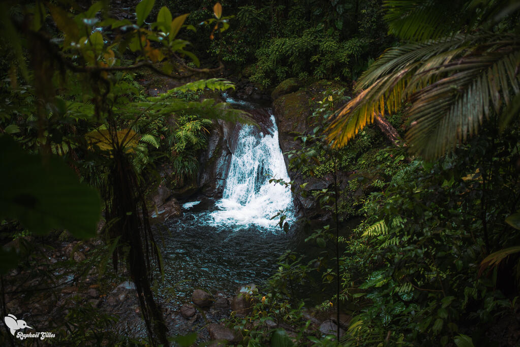 Une cascade au milieu d'une très dense forêt antillaise.
