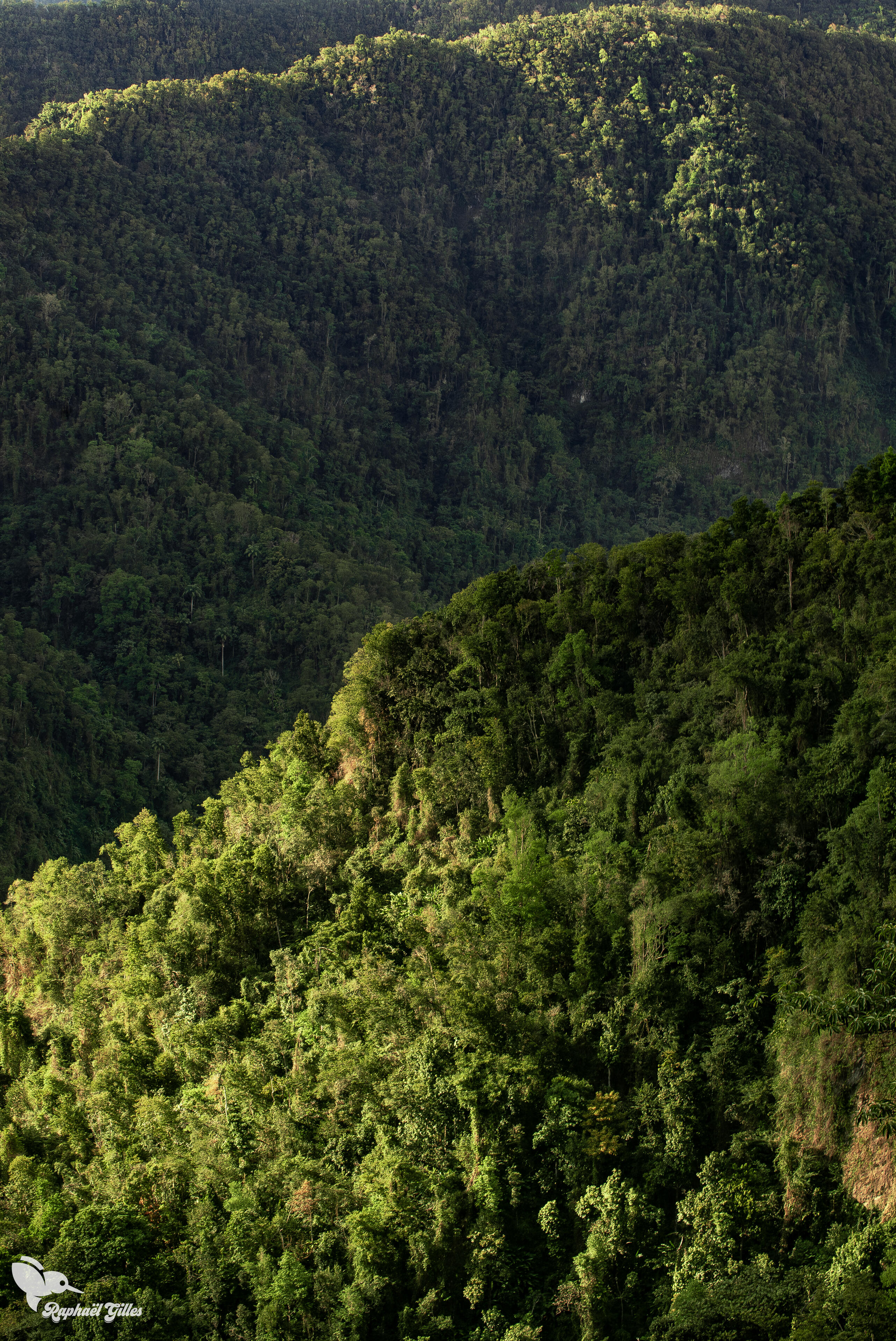 Une forêt dense à perte de vue.