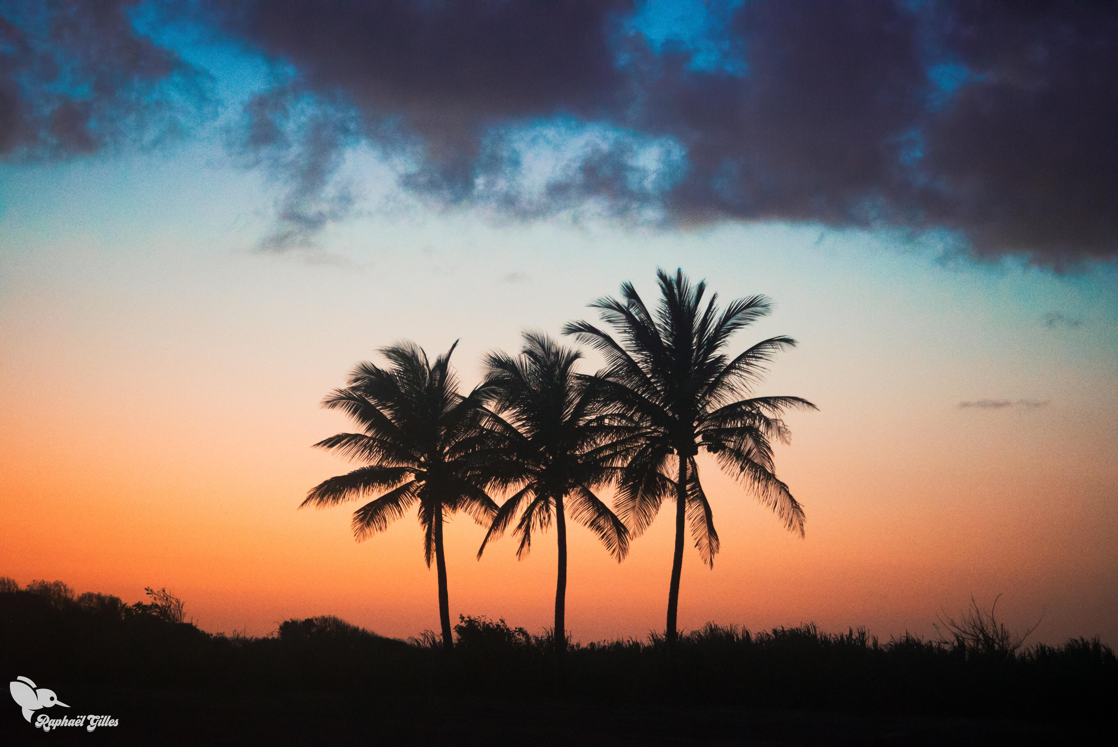 Des cocotiers à contre-jour pendant un coucher de soleil.