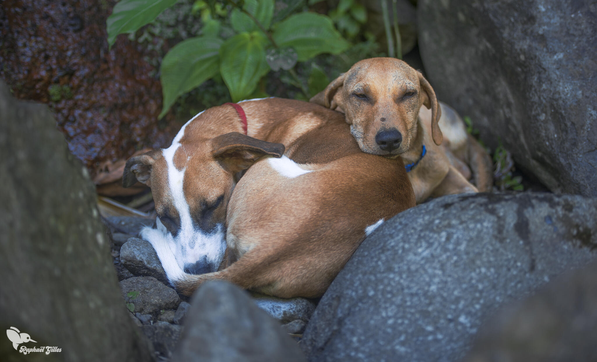 Adopter un chien en Guadeloupe