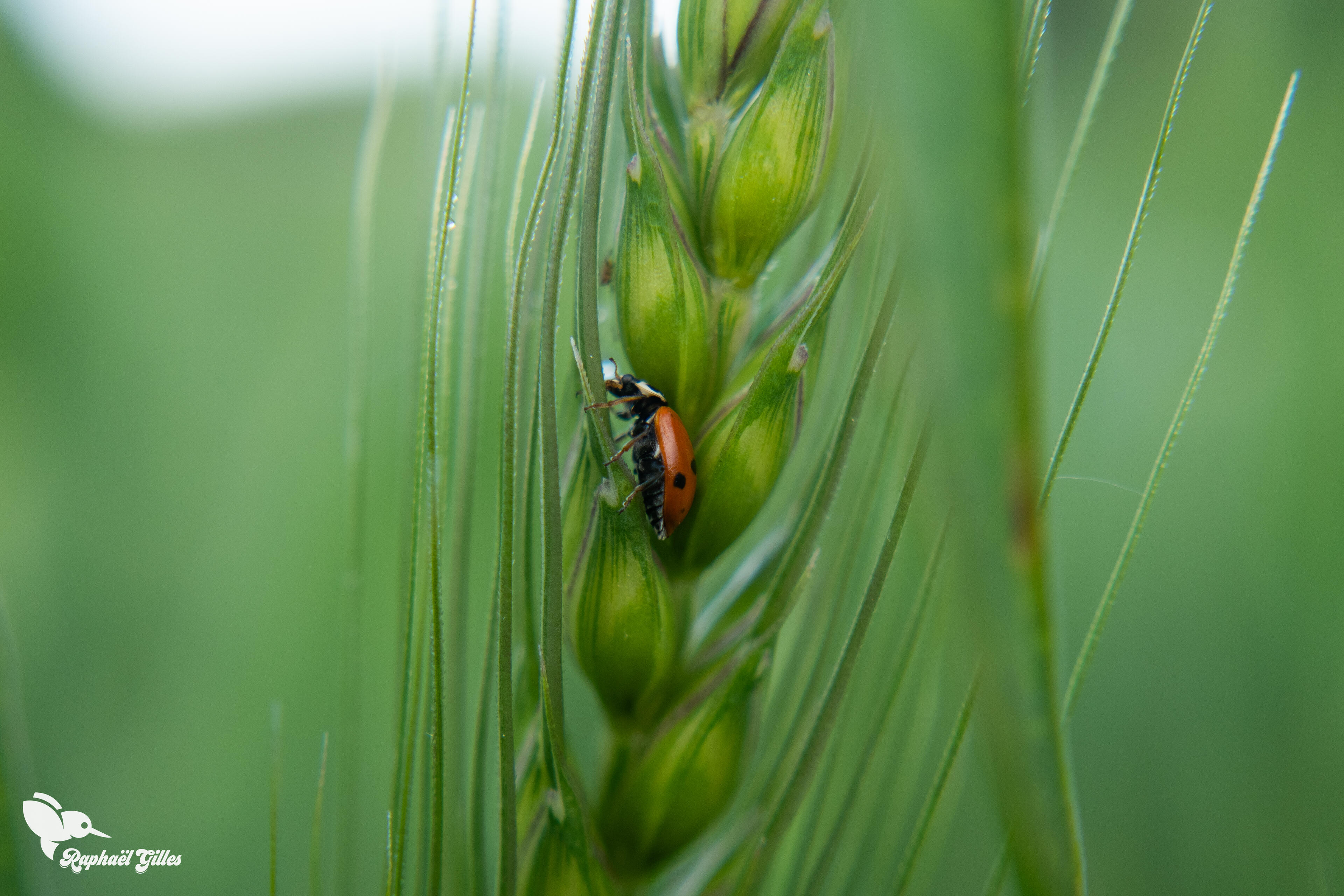 Une coccinelle en photographie macro.