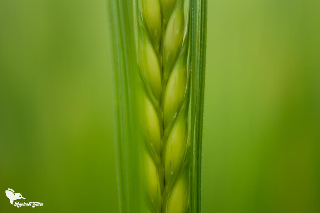 Un épi de blé en photographie macro.