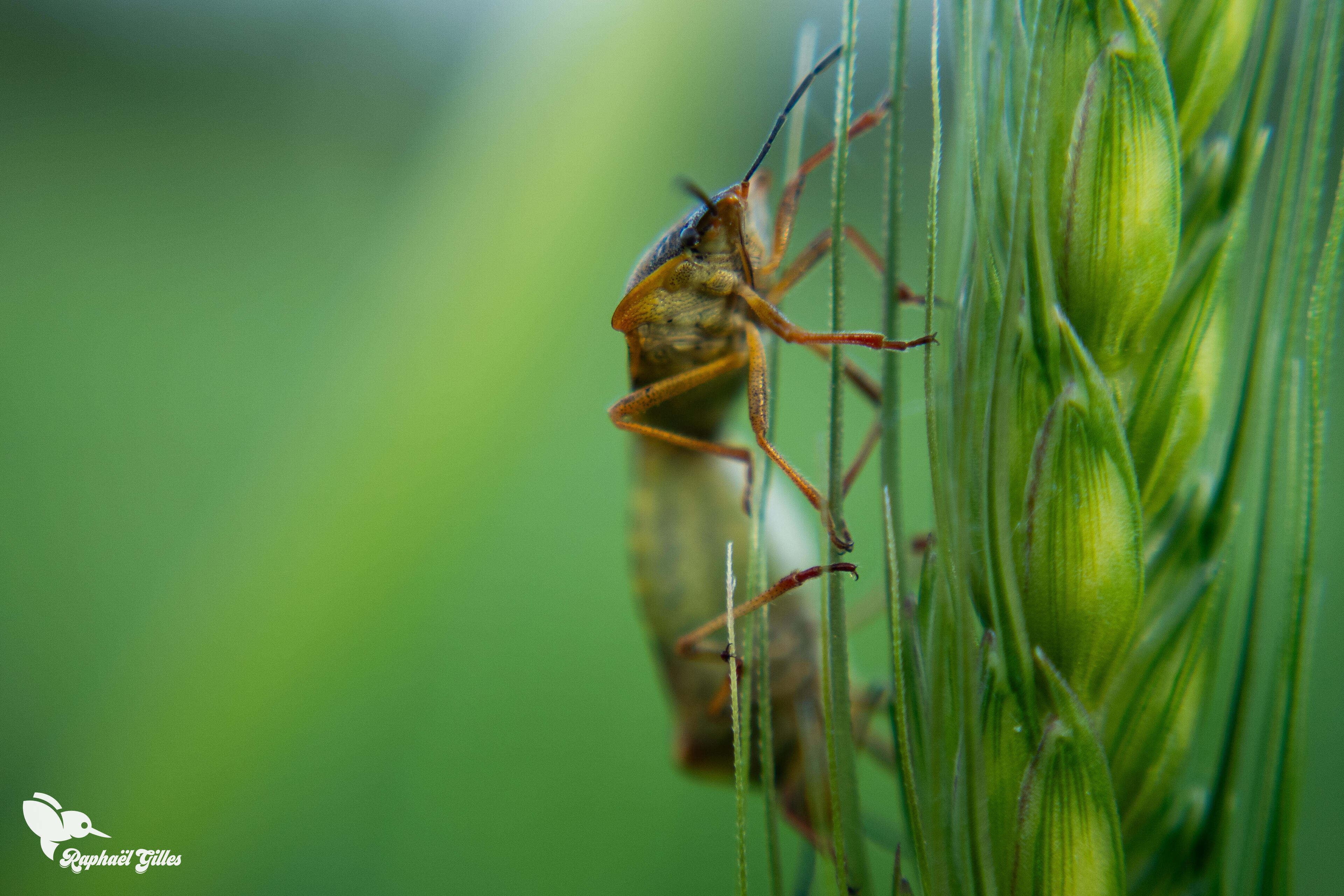 Des insectes (punaises) se reproduisent en photographie macro.