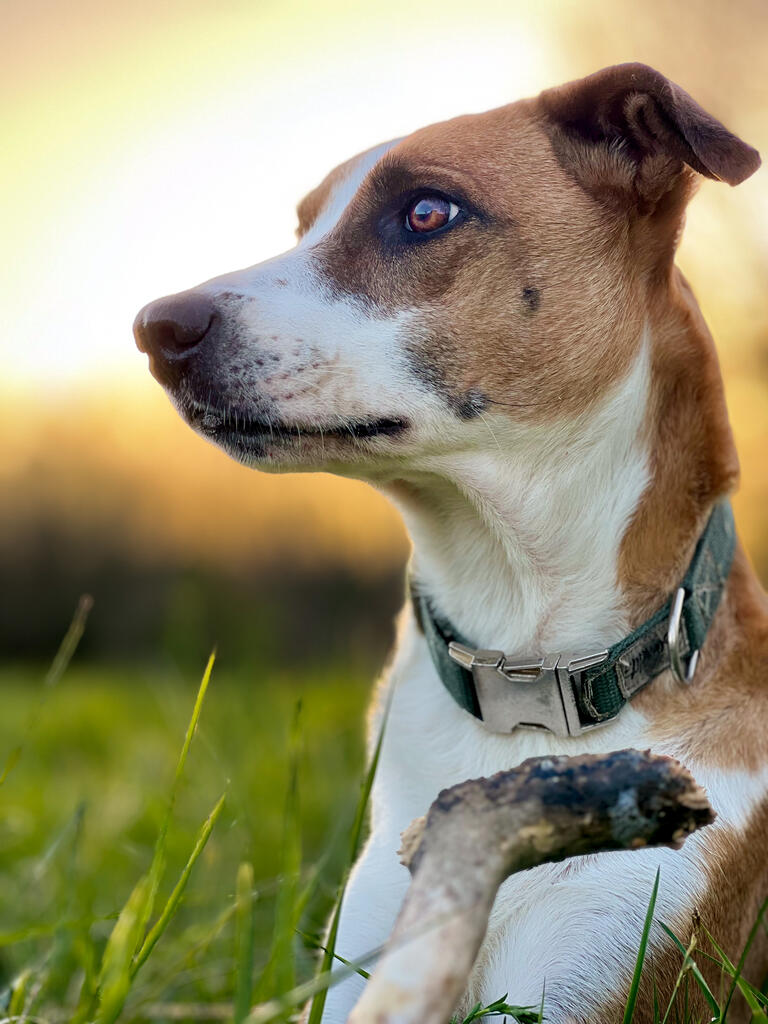 Un chien allongé, tête dressée, oreilles alertes, regarde au loin. Le coucher de soleil en arrière plan est assorti à son pelage roux et blanc.